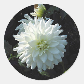 Sticker Rond Fleur blanche