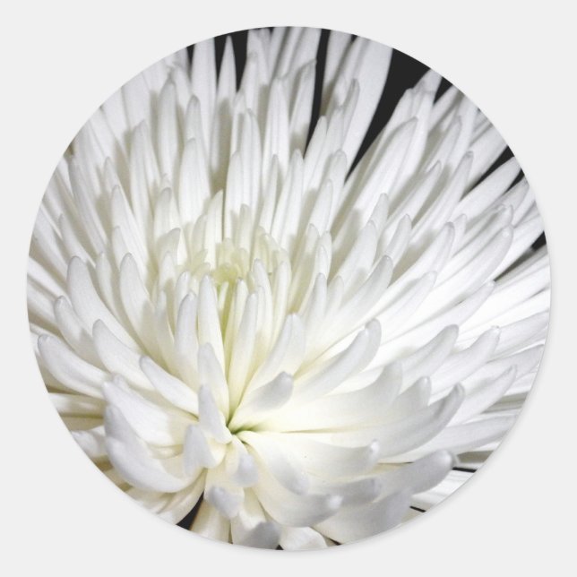 Sticker Rond Fleur blanche Chrysanthemum Fleur Fleurs Photo (Devant)