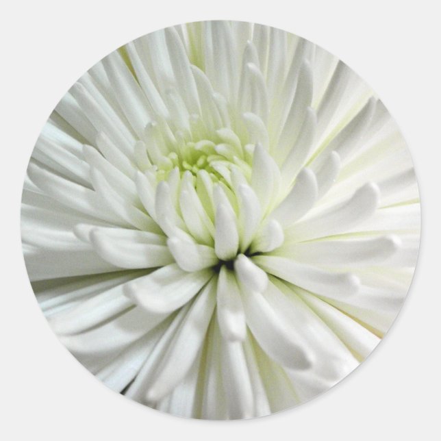 Sticker Rond Fleur blanche Chrysanthemum Fleur Fleurs Photo (Devant)