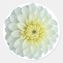 Fleur blanche Dahlia