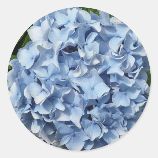Sticker Rond Fleur bleue d'hortensia (Devant)