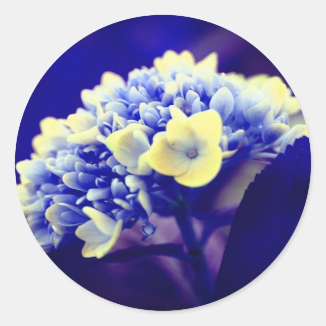 Sticker Rond Fleur Blue Hydrangea (Devant)