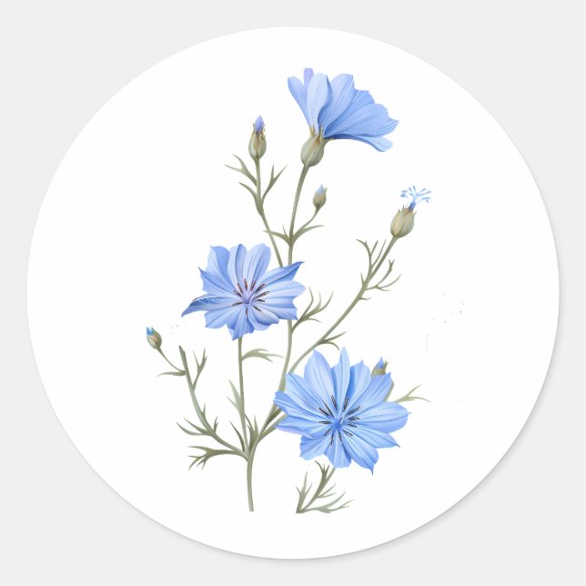 Sticker Rond Fleur chicorée sauvage Aquarelle botanique Art (Devant)