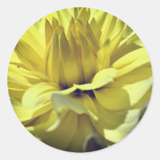 Sticker Rond Fleur Dahlia Jaune