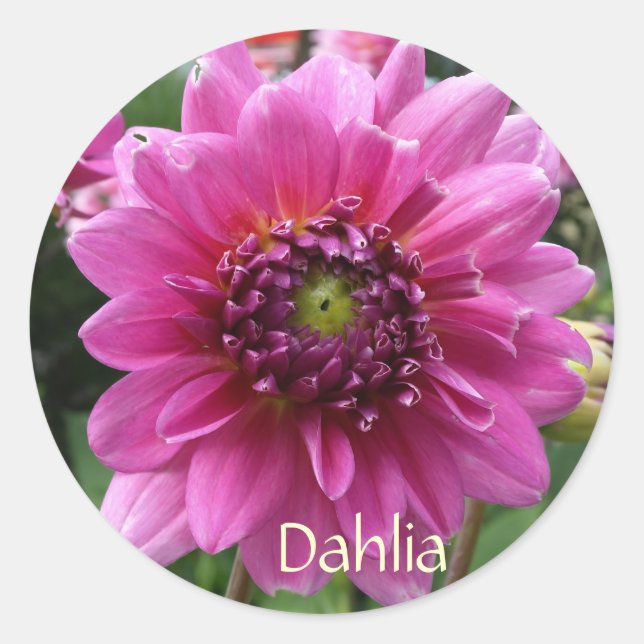 Sticker Rond Fleur Dahlia Rose (Devant)
