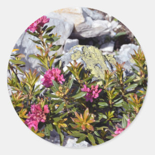 Sticker Rond Fleur d'Alpenrose dans les Alpes françaises