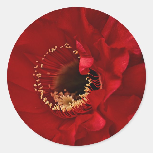 Sticker Rond Fleur de cactus de champ (Devant)