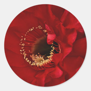 Sticker Rond Fleur de cactus de champ