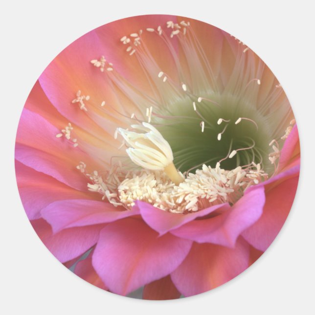 Sticker Rond Fleur de cactus rose dans le désert (Devant)