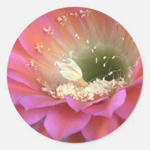 Sticker Rond Fleur de cactus rose dans le désert