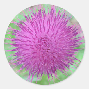 Sticker Rond Fleur de chardon