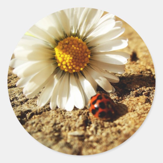 Sticker Rond Fleur de coccinelle (Devant)