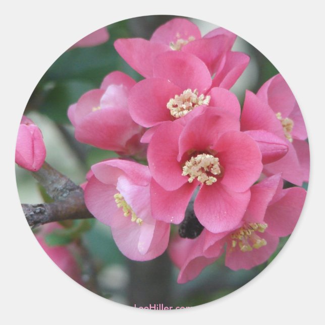 Sticker Rond Fleur de Cognassier à fleurs roses de printemps (Devant)