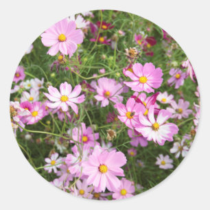 Sticker Rond Fleur de Cosmos (Bidens Formosa). Kirkwood