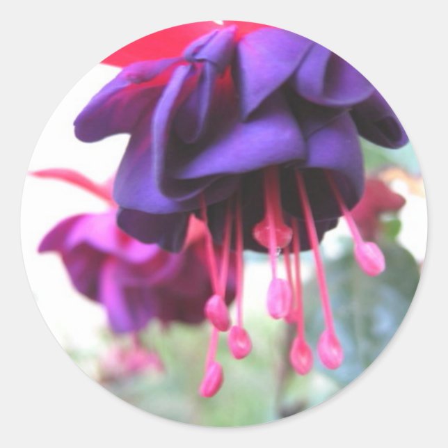 Sticker Rond Fleur de Fuschia, violet et rose chaud (Devant)