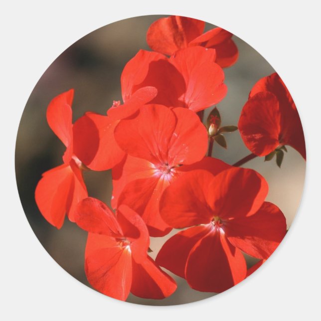 Sticker Rond Fleur de géranium rouge (Devant)