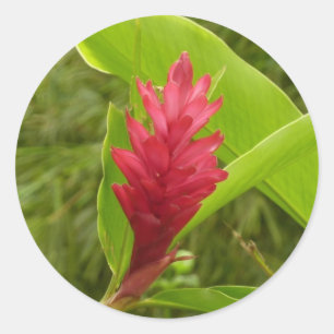 Sticker Rond Fleur de gingembre rouge (Alpinia) tropicale