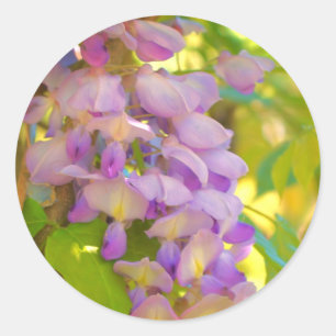 Sticker Rond Fleur de glycine rêvée