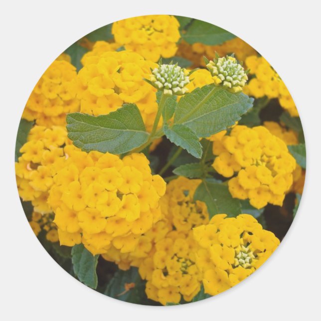 Sticker Rond Fleur de lantana jaune vif en fleurs joyeuses (Devant)