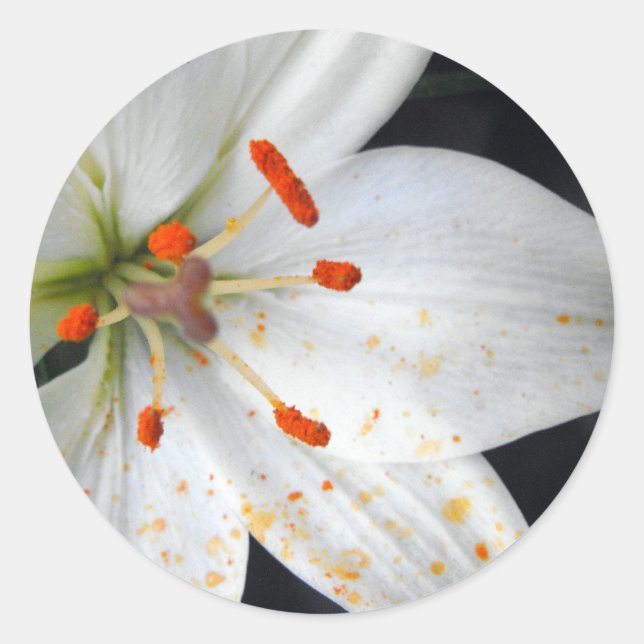 Sticker Rond fleur de lis blanc (Devant)