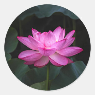 Sticker Rond Fleur de Lotus