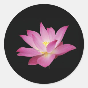 Sticker Rond Fleur de lotus de roses indien sur l'autocollant