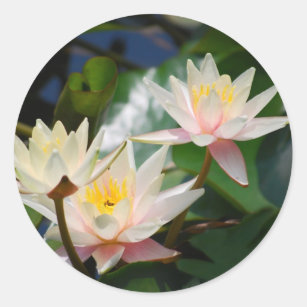 Sticker Rond Fleur de lotus et signification