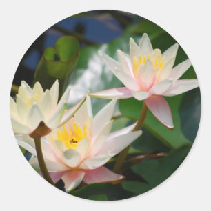 Sticker Rond Fleur de lotus et signification