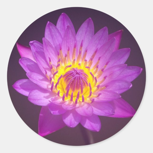 Sticker Rond Fleur de Lotus pourpre (Devant)
