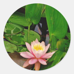 Sticker Rond Fleur de lys d'eau rose