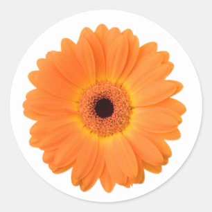 Sticker Rond Fleur de marguerite orange vive