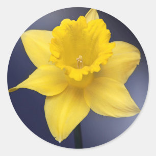 Sticker Rond Fleur de Narcisse jaune aquarelle