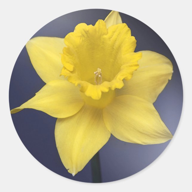 Sticker Rond Fleur de Narcisse jaune aquarelle (Devant)