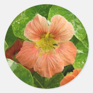 Sticker Rond Fleur de Nasturtium colorée - Feuille d'autocollan