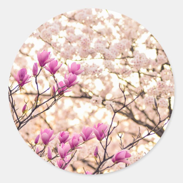 Sticker Rond Fleur de printemps rose pourpre en floraison (Devant)