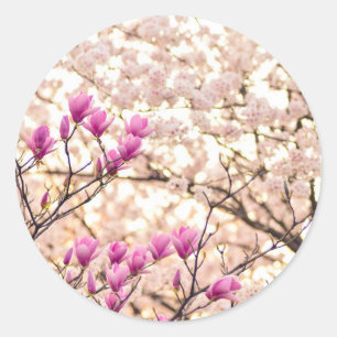 Sticker Rond Fleur de printemps rose pourpre en floraison
