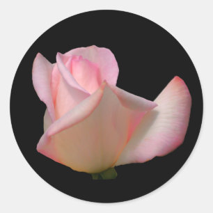 Sticker Rond Fleur de rose blanche