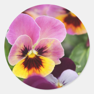Sticker Rond Fleur de rose et de rose jaune