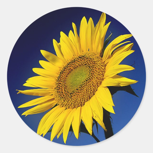 Sticker Rond Fleur de soleil fleurie Mariage de fleurs de tourn (Devant)