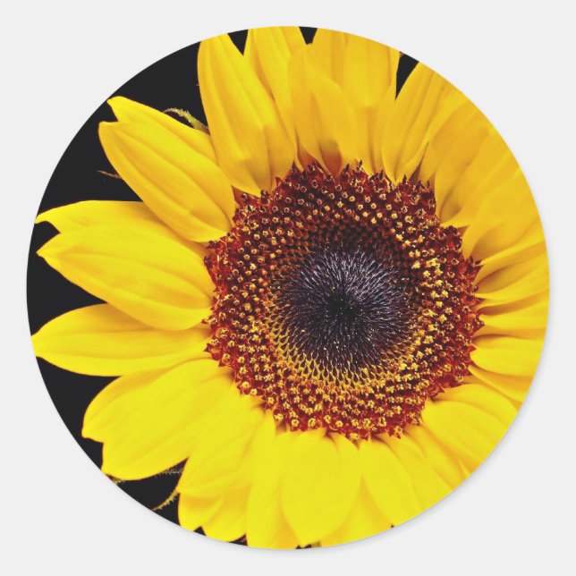 Sticker Rond Fleur de soleil jaune (Devant)