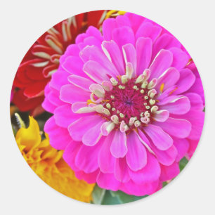 Sticker Rond Fleur de Zinnia