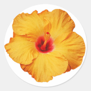 Sticker Rond Fleur d'hibiscus d'or