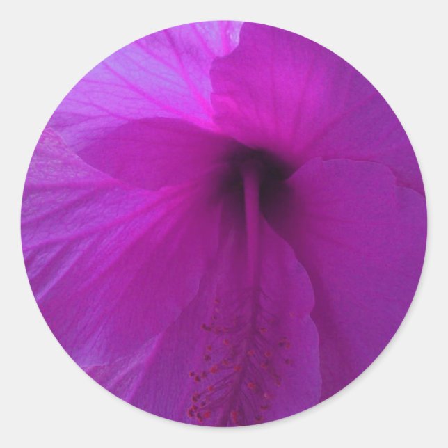 Sticker Rond Fleur d'Hibiscus pourpre (Devant)