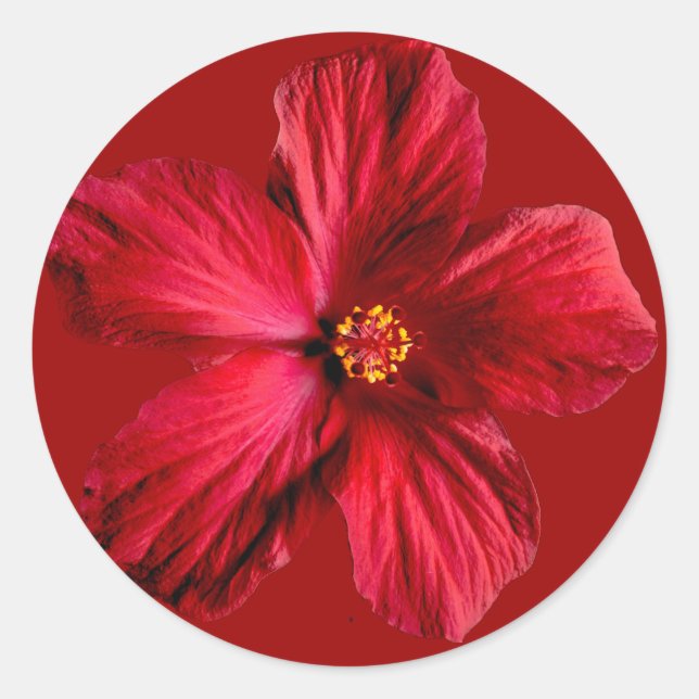 Sticker Rond Fleur d'Hibiscus rouge (Devant)