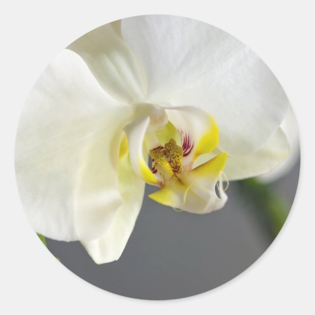 Sticker Rond Fleur d'orchidée blanche (Devant)
