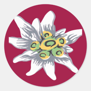 Sticker Rond Fleur Edelweiss