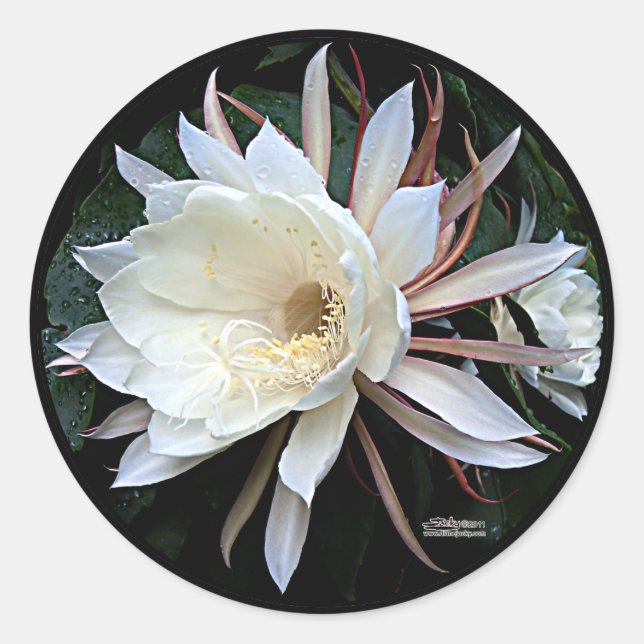Sticker Rond Fleur Epiphyte Cactus (Devant)