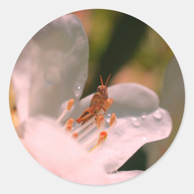 Sticker Rond Fleur Et Grasshopper Azalea (Devant)