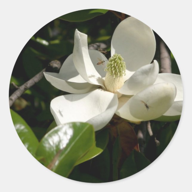 Sticker Rond Fleur fraîche de Magnolia (Devant)