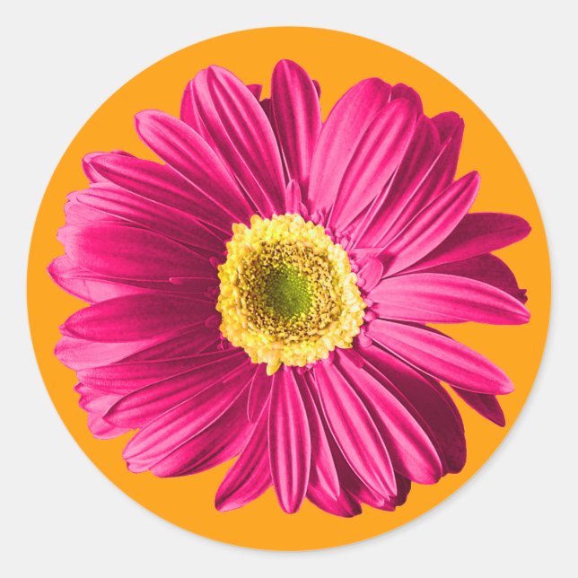 Sticker Rond Fleur Fuchsia Daisy (Devant)